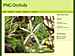 PNG Orchids : November-2023