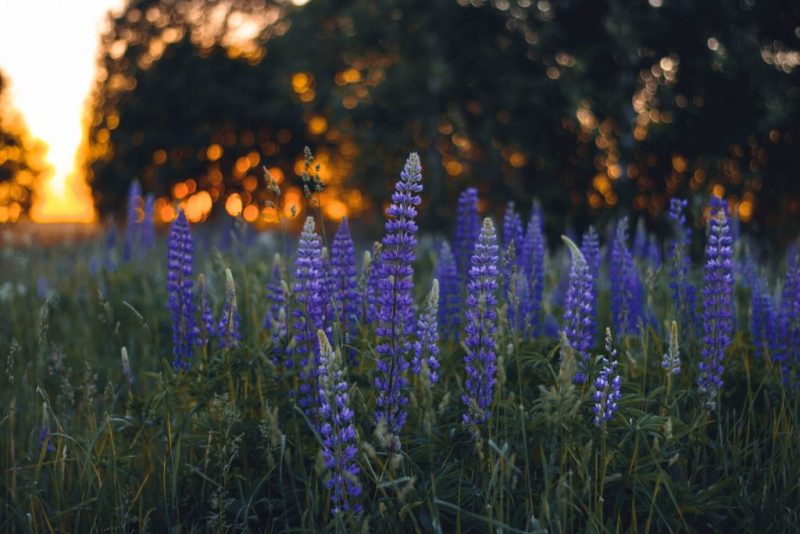 Sju sorters blommar att lägga under kudden
