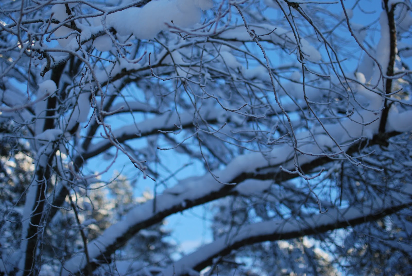 vinter vitt krispigt