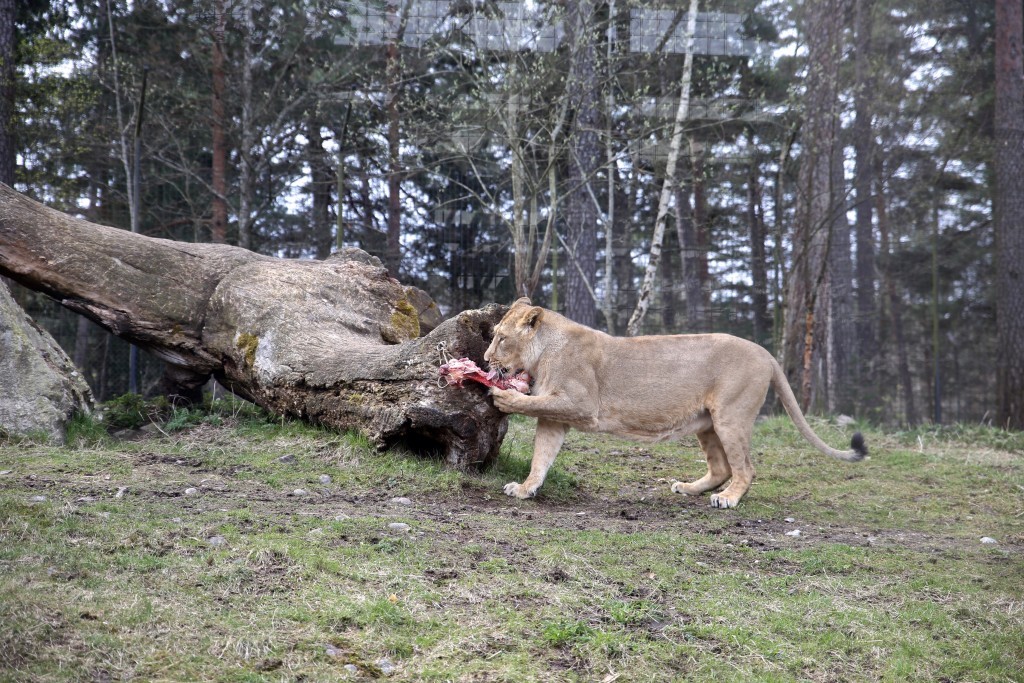 parken zoo eskilstuna