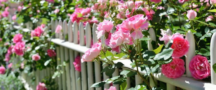 rose-fence