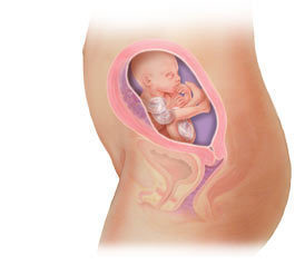 fetal development at 21 weeks