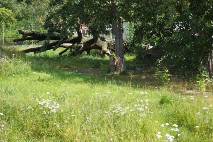 MBD Parken Zoo Eskilstuna (120)