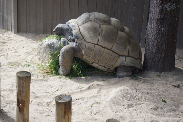 MBD Parken Zoo Eskilstuna (43)