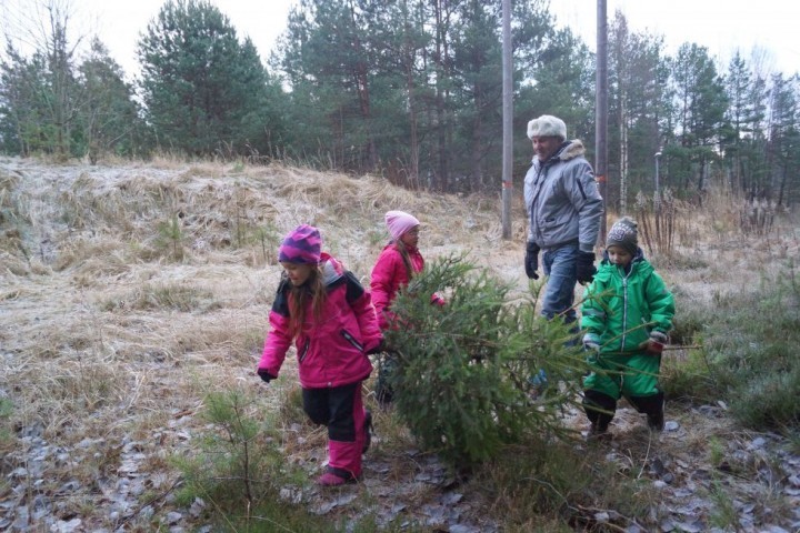 julgran 2015 (9)