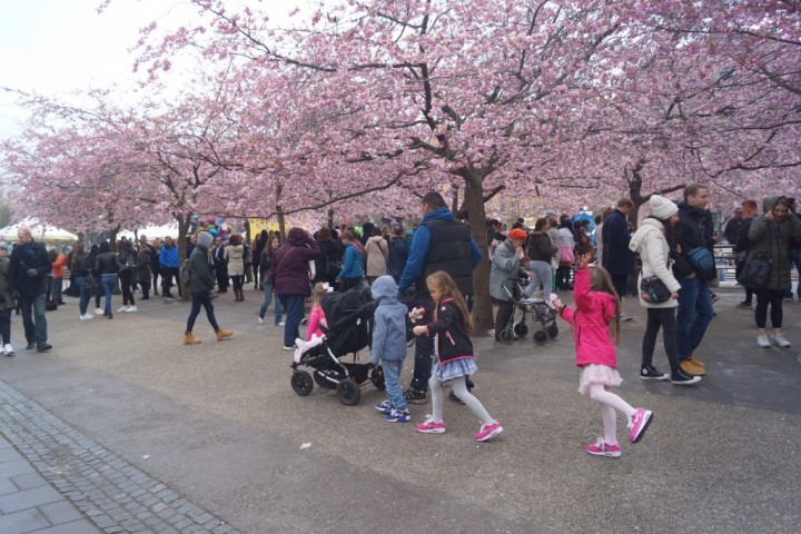 Körsbärsträd Kungsträdgården (1)