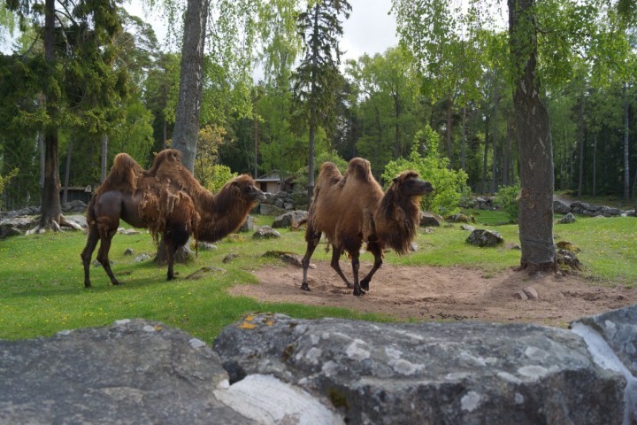 Furuviks premiär 2016 (239)