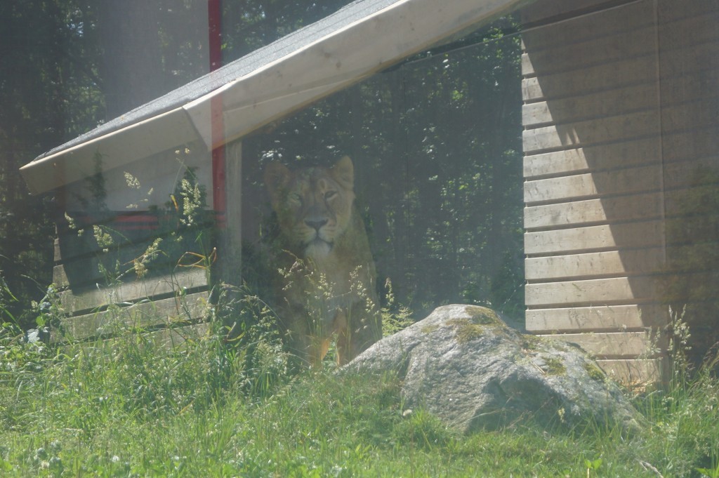 Parken Zoo (13)