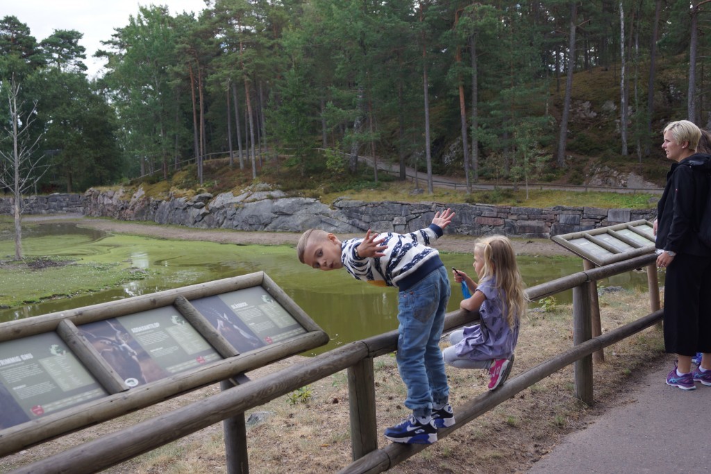 Kolmårdendjurpark (199)