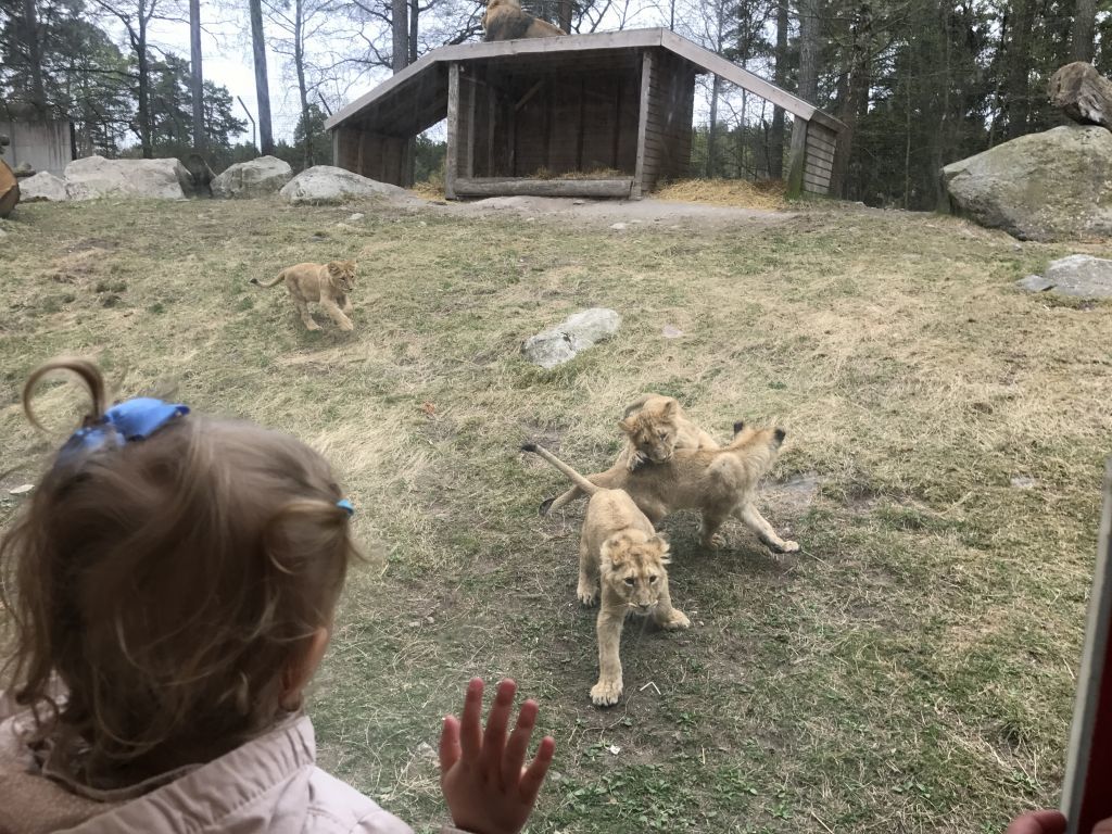 Parken Zoo (60)