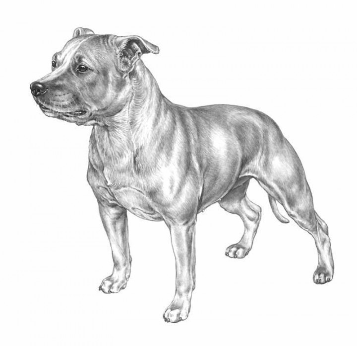 staffordshire-bull-terrier---076_vv_800px