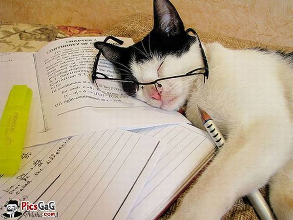 cat-sleeping-after-study