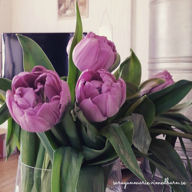 insta tulips,