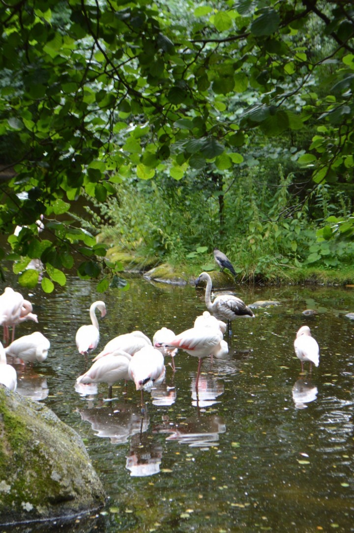 borås djurpark 6e augusti (4)