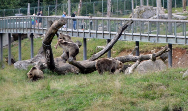 borås djurpark 6e augusti (48)