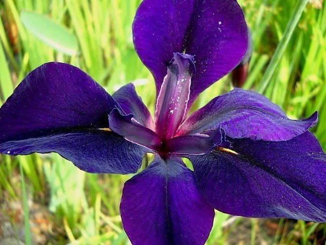 Iris laevigata Snowdrift