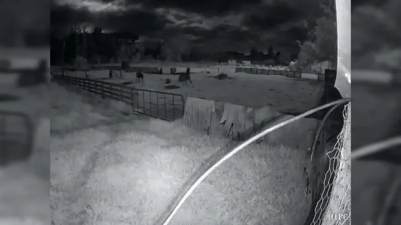 Early-morning fireworks incident alarms horse owner, footage shows