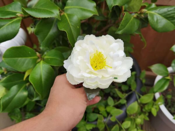 Virgin Camellia Napkin Rings - main product image