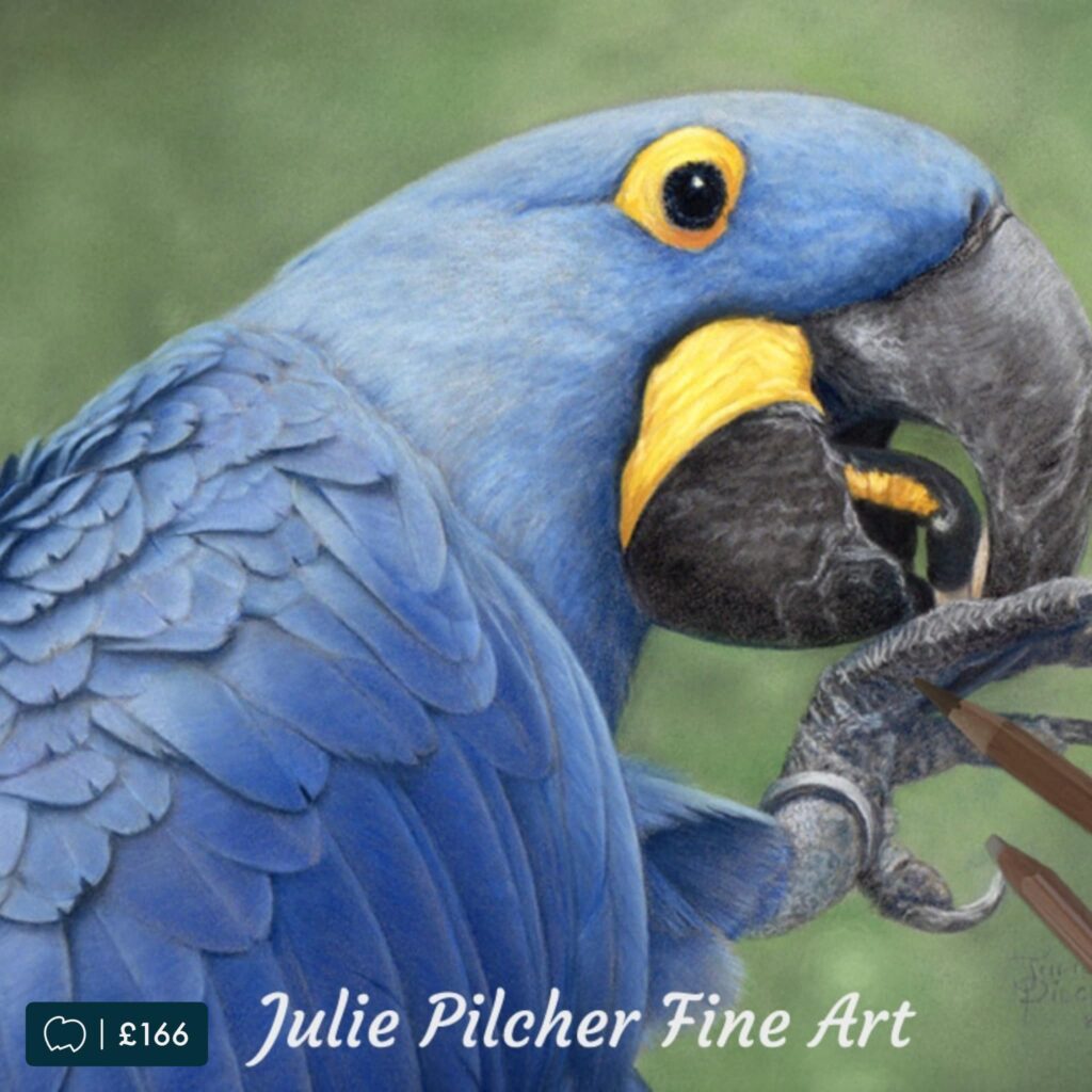 Hyacinth Macaw original pastel portrait