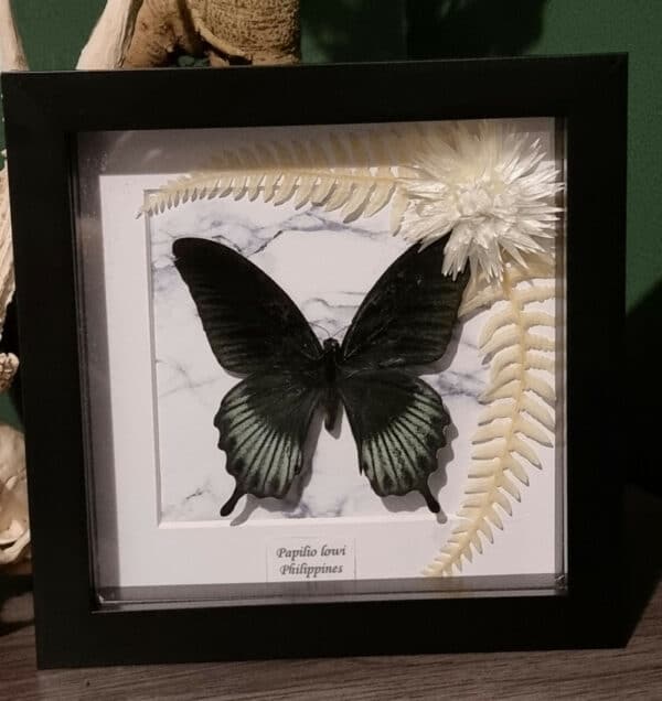 Papilio lowi 6×6 Frame - main product image