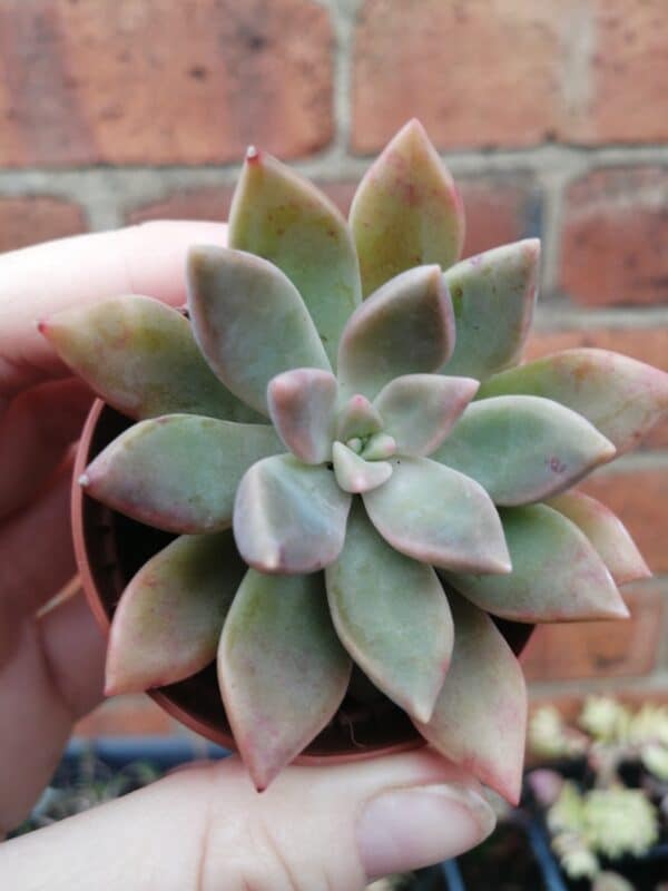 Darly Sunshine Live Succulent Plant. - main product image