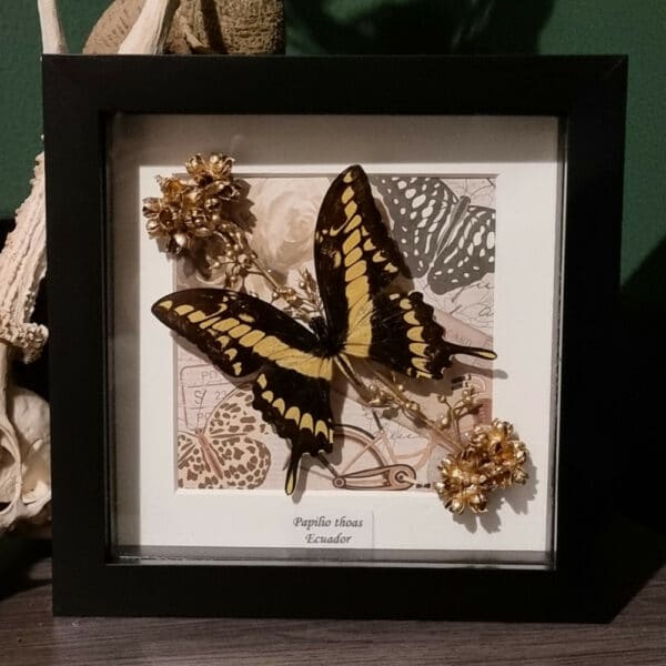 Papilio thoas 6×6 Frame - main product image