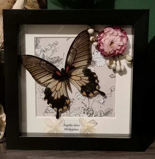 Papilio lowi 6×6 Frame - main product image