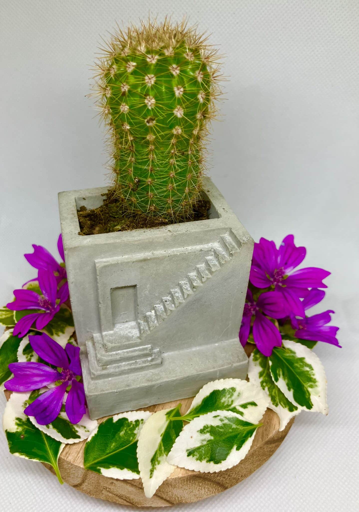 Succulent Home Pot - main product image
