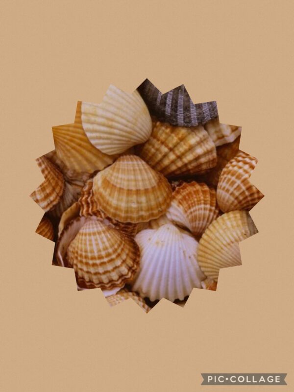 Cockelshell Knits shop logo