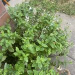 Decongestant Facial Spritz