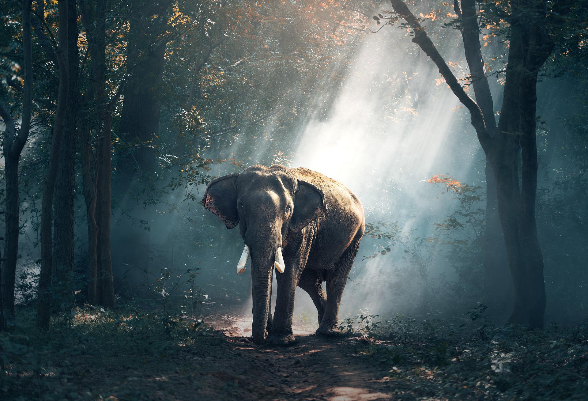 林の中の象のように… | POPWEB