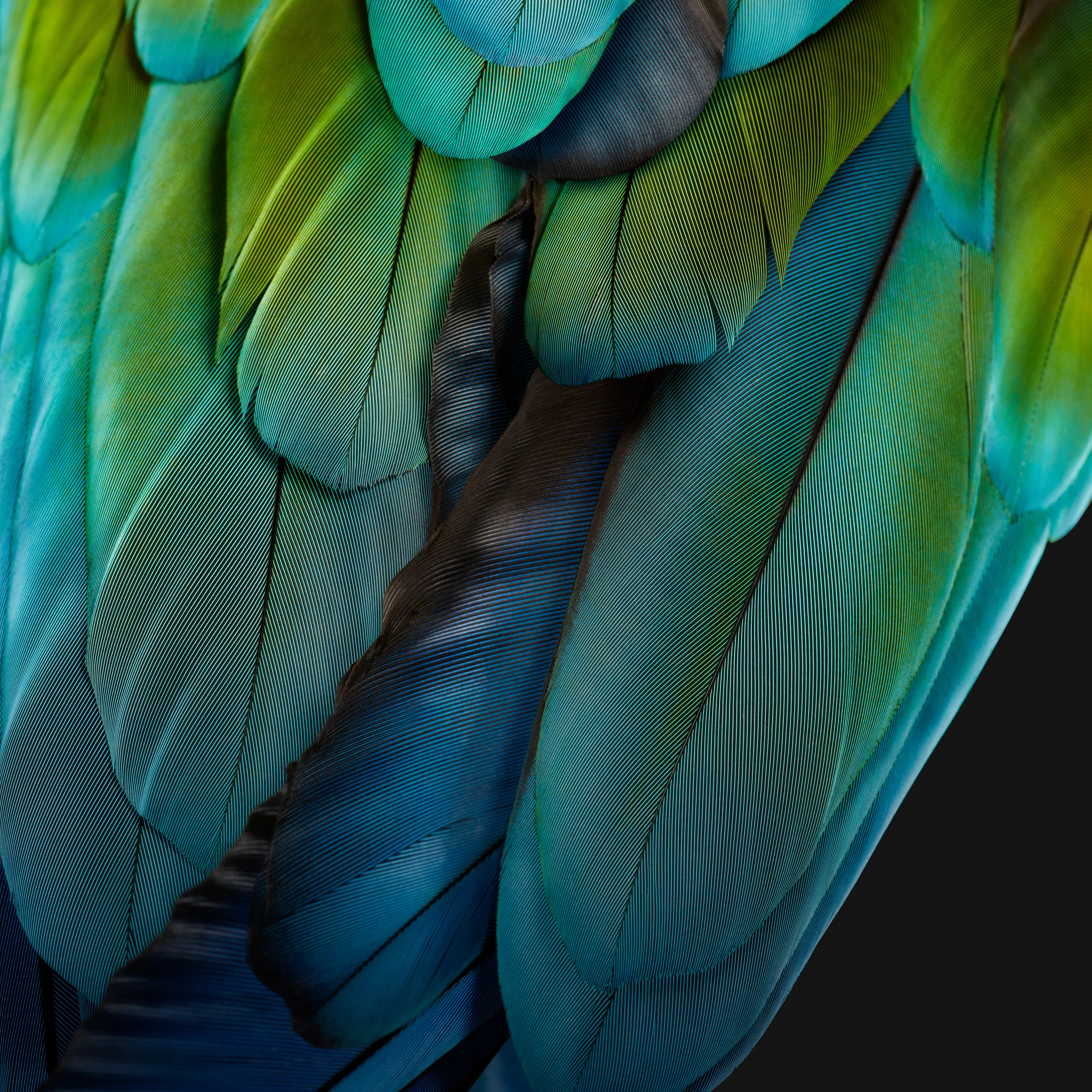 Green Feathers