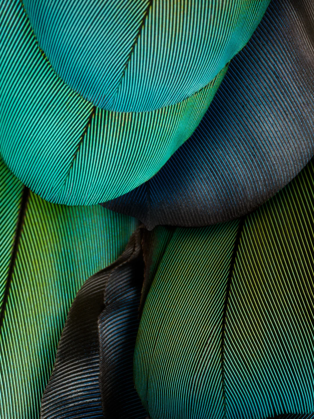 Green Parrot Feather Design, Issaquah, Wa available as Framed Prints,  Photos, Wall Art and Photo Gifts