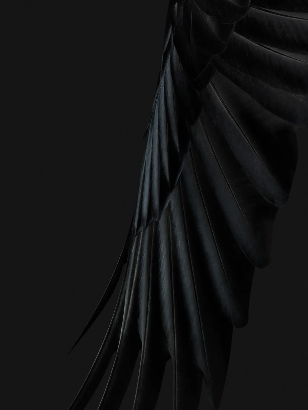 black wings wallpaper