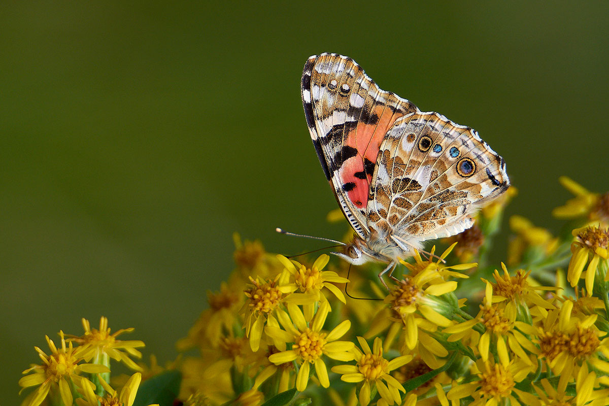 Macro Photographer