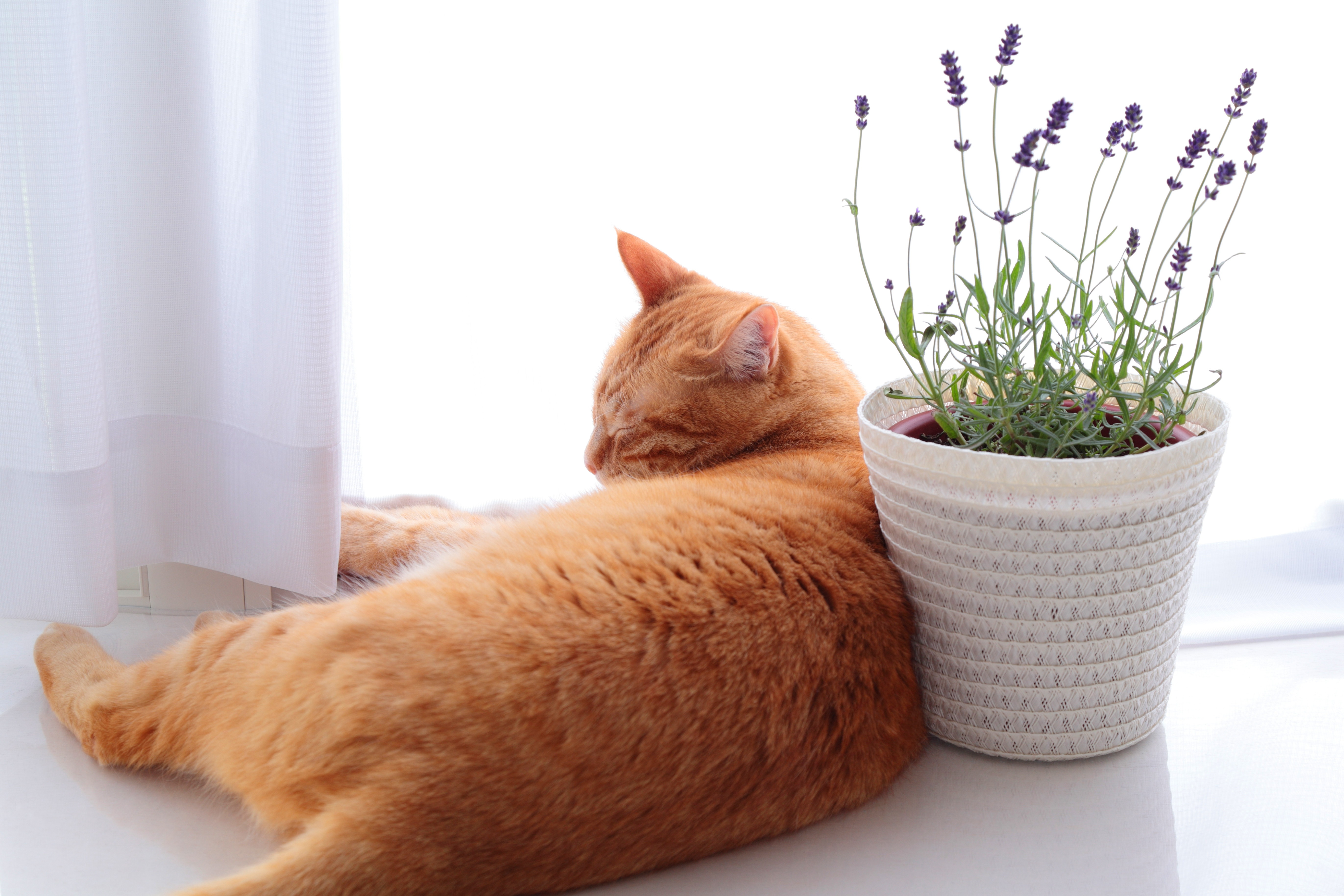 Are Essential Oils Safe For Cats Lavender Other Oil Toxicity