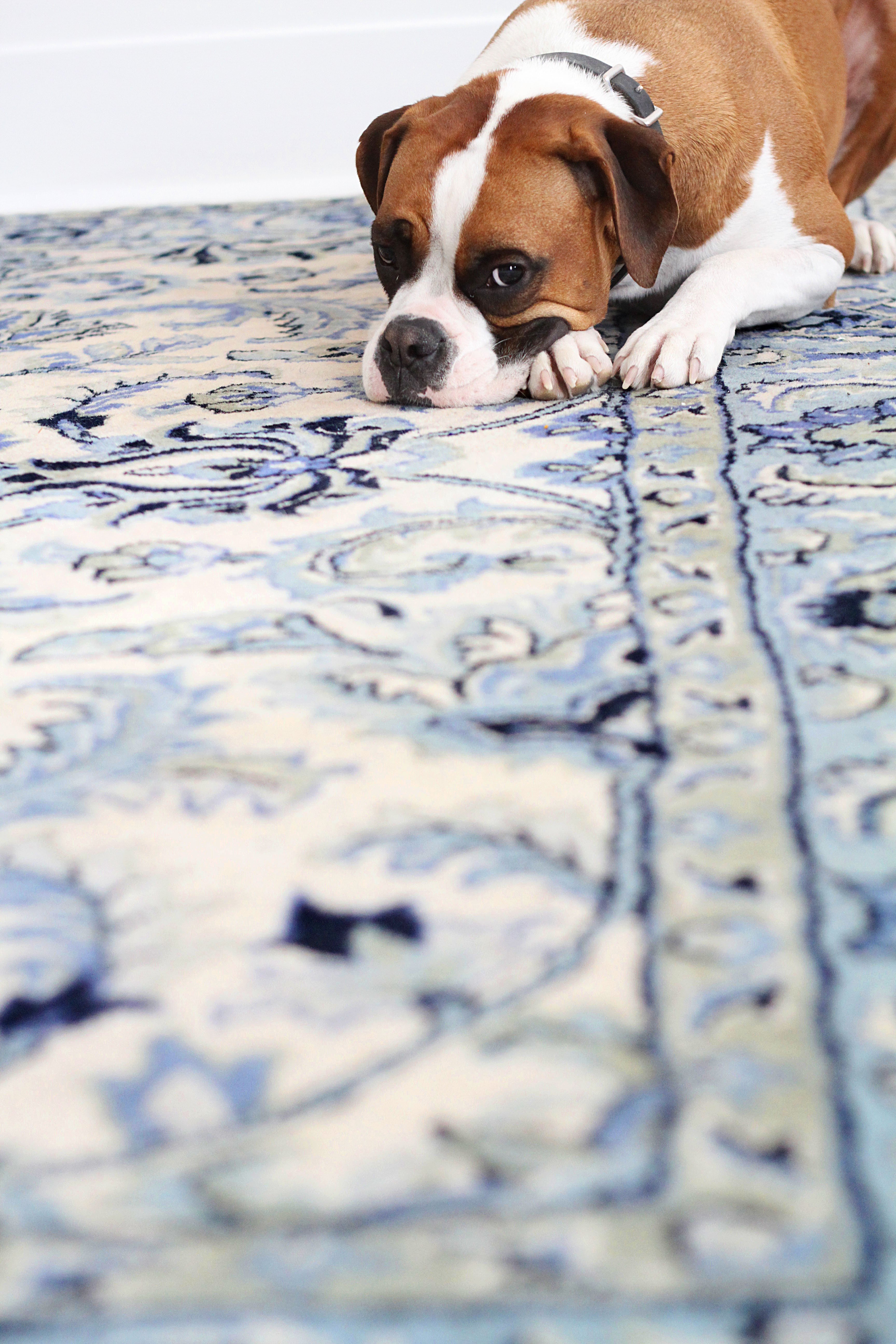 How To Clean Pet Stains From a Wool Area Rug? - Rugs by Roo