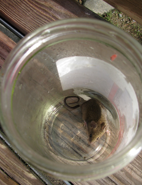 Mouse/rat bucket trap, and also a jar fruit fly trap 