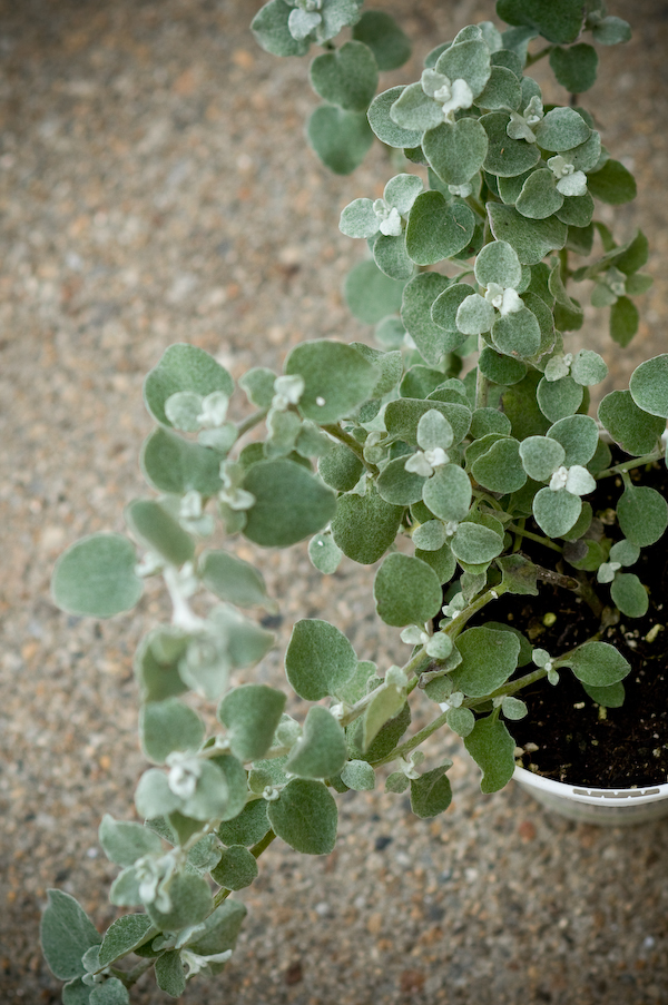 Window Bo Low Maintenance Outdoor Plants Apartment Therapy