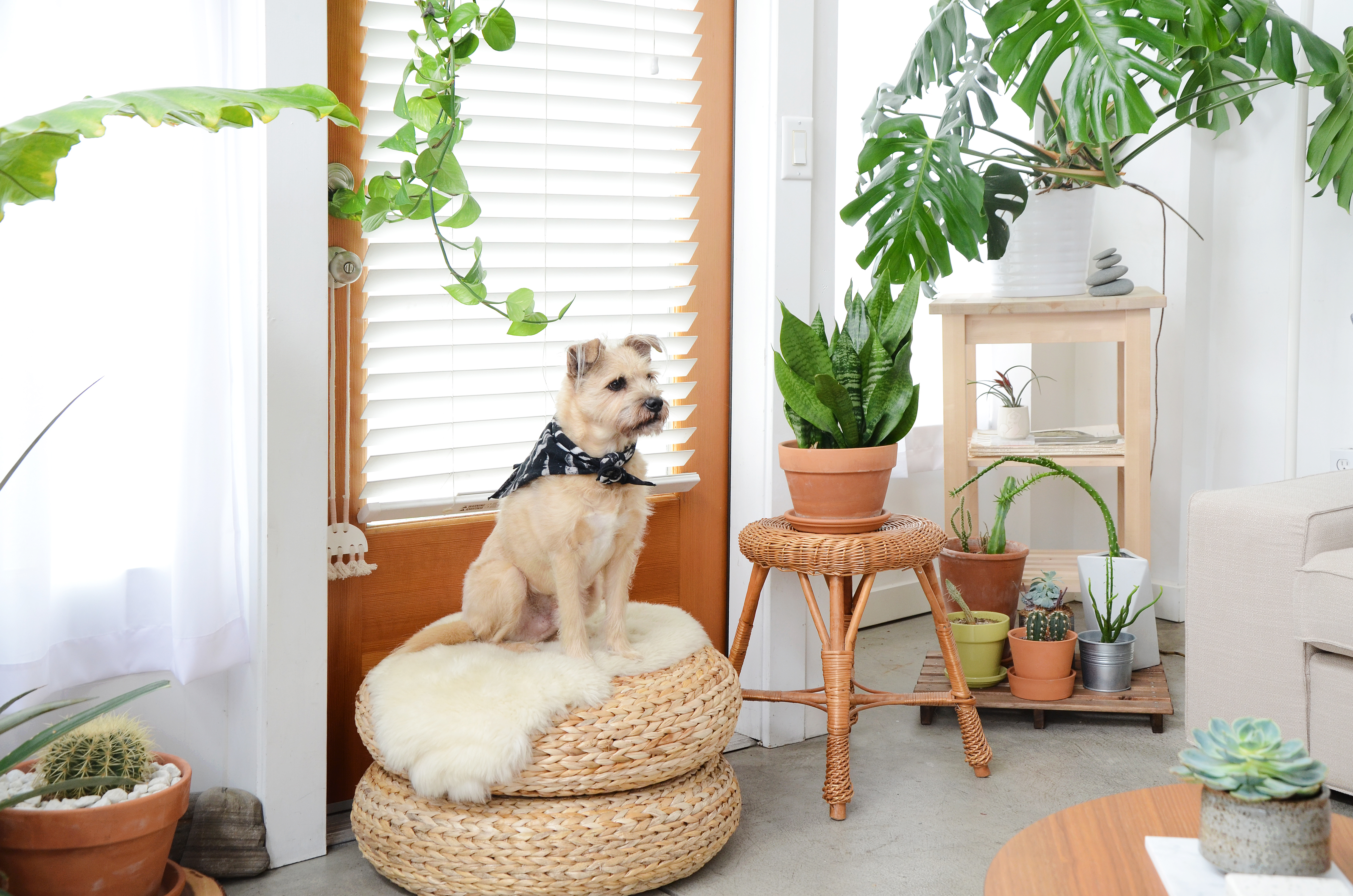 How To Remove Pet Hair From Furniture Floors More