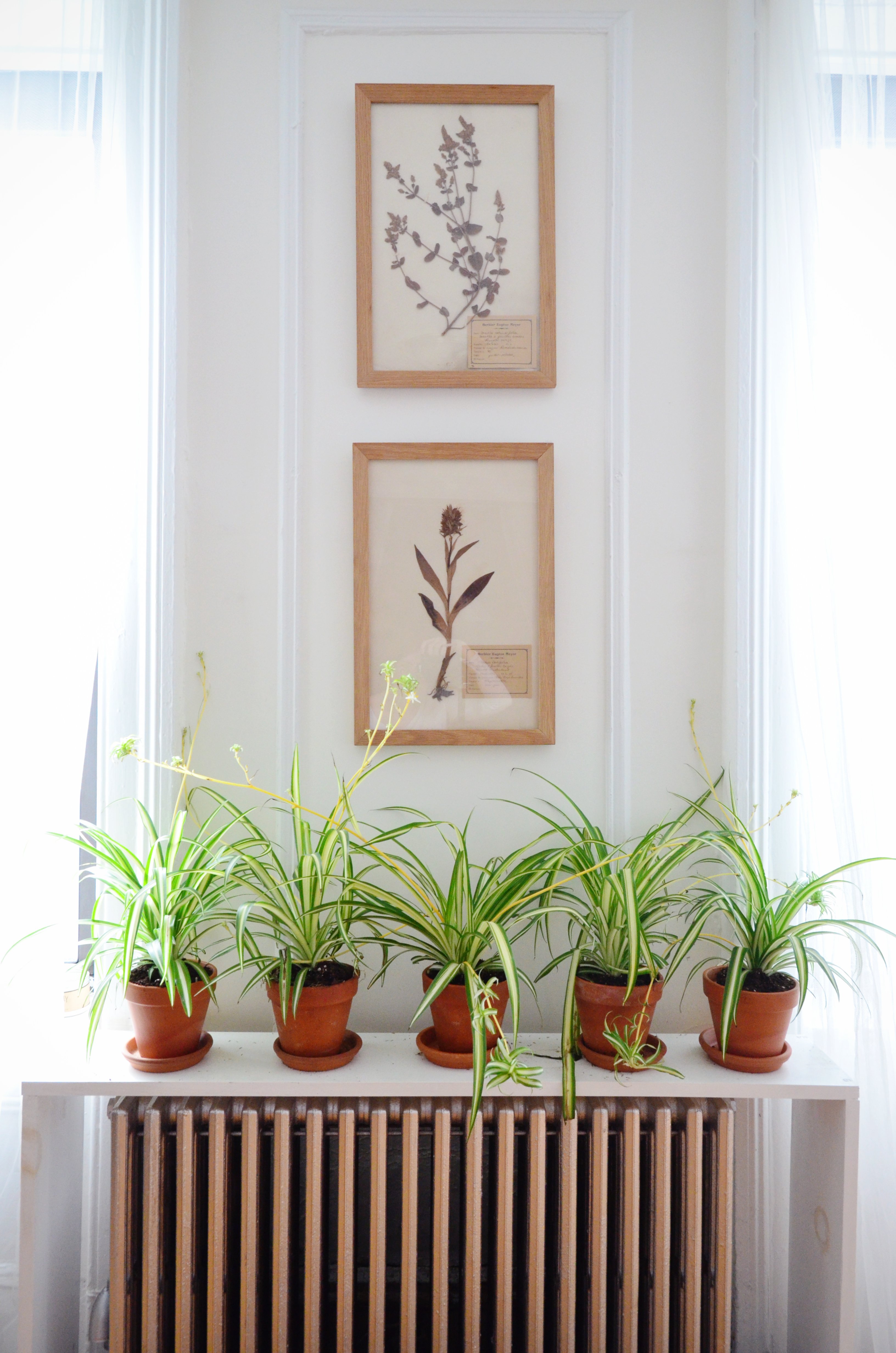 spider plants light