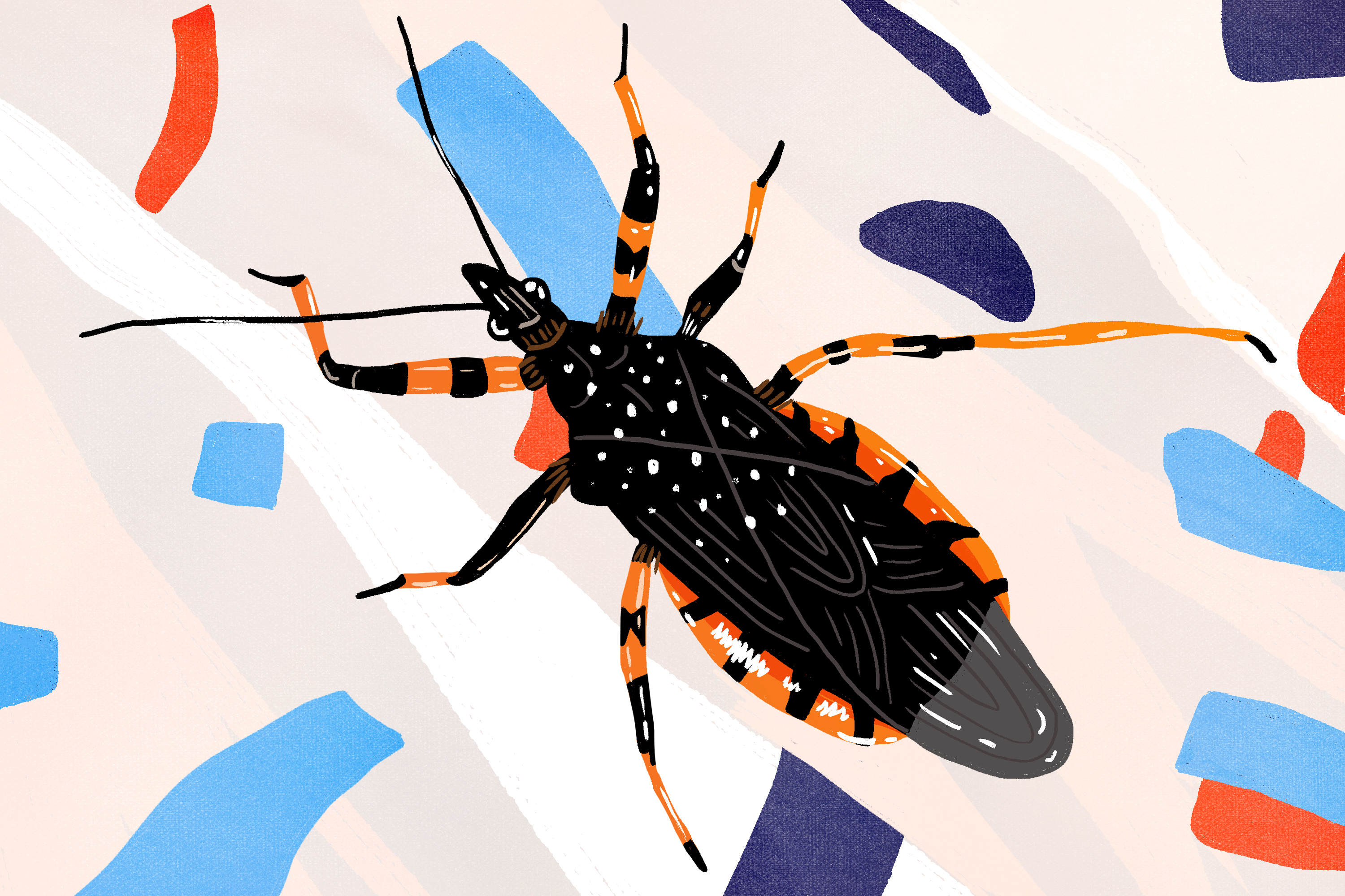 Assassin bug