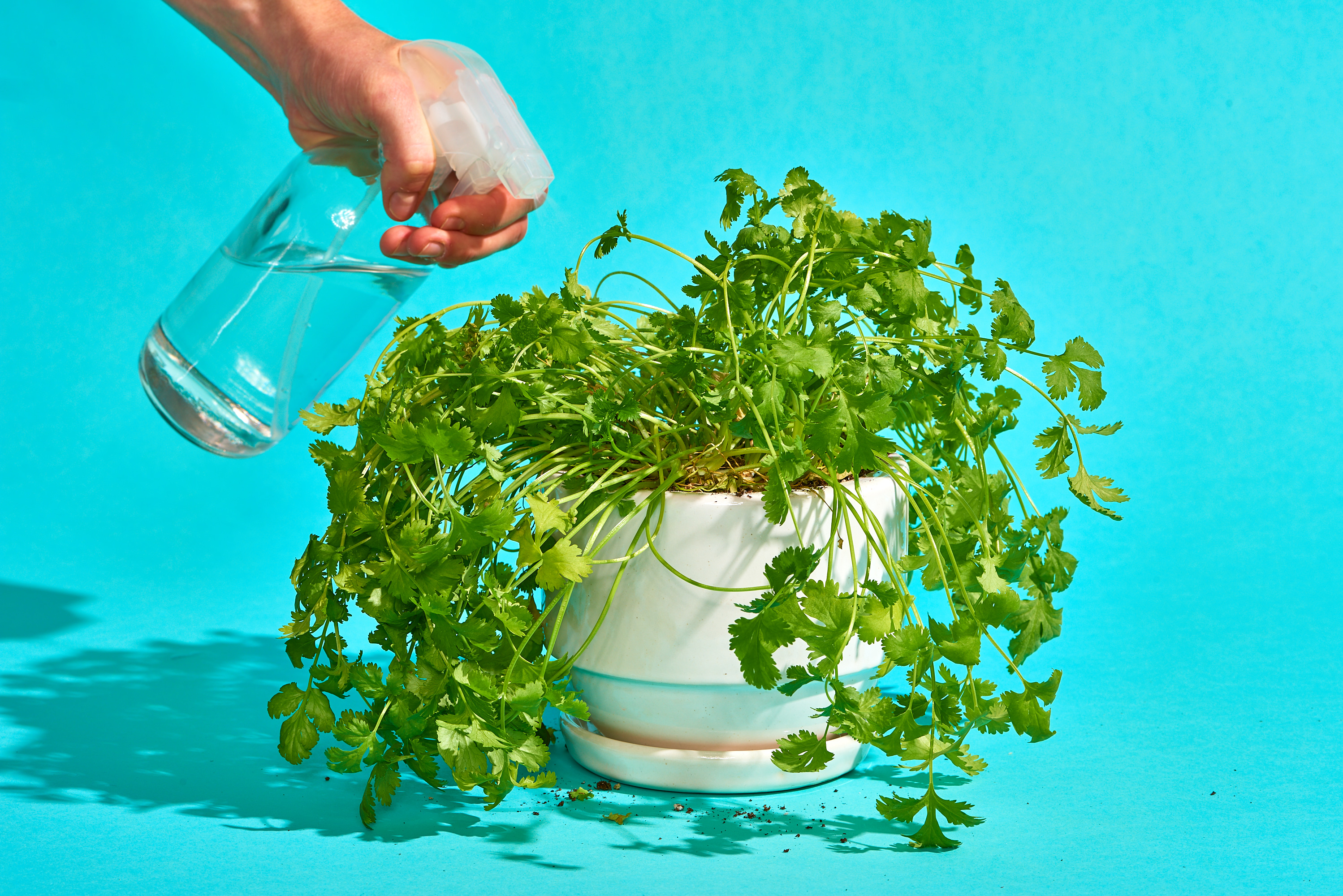 Transfer Your Plant into Container