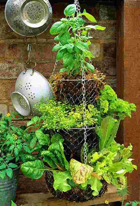 Tiered wire hanging basket repurposed as a hanging edible herb garden