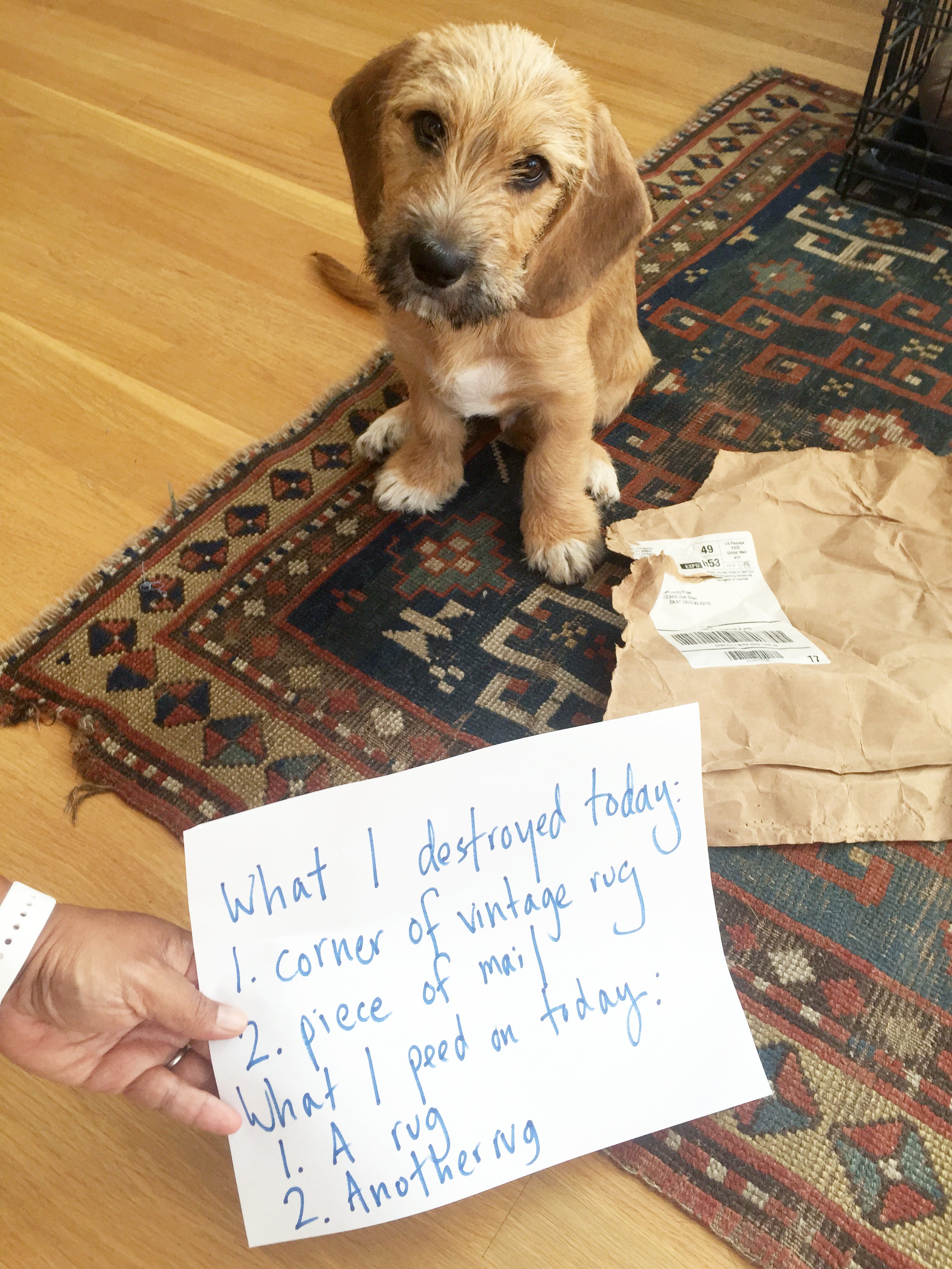 puppy destroying house