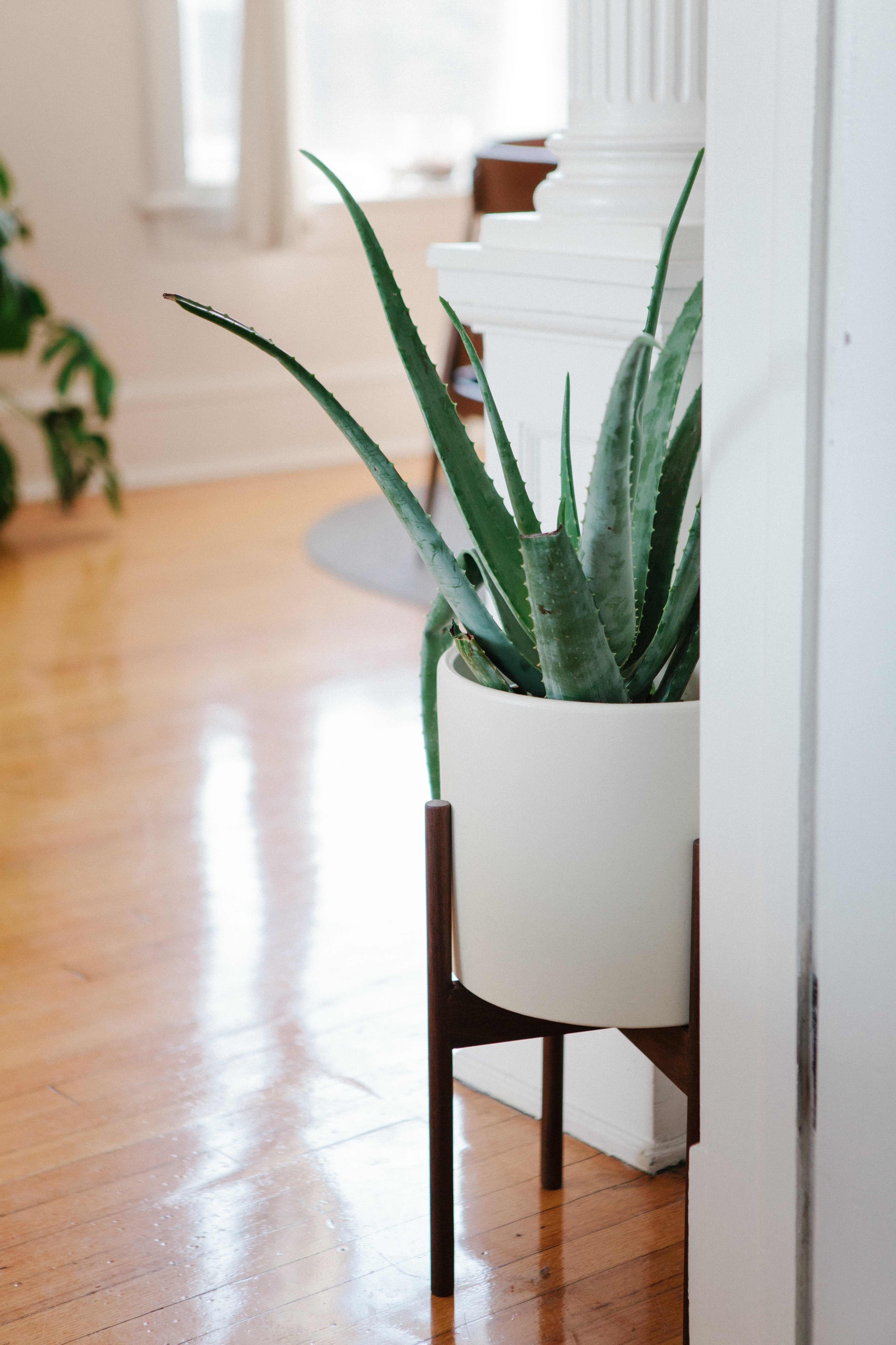 Aloe Vera Plants Best Tips For Growing Care Apartment Therapy
