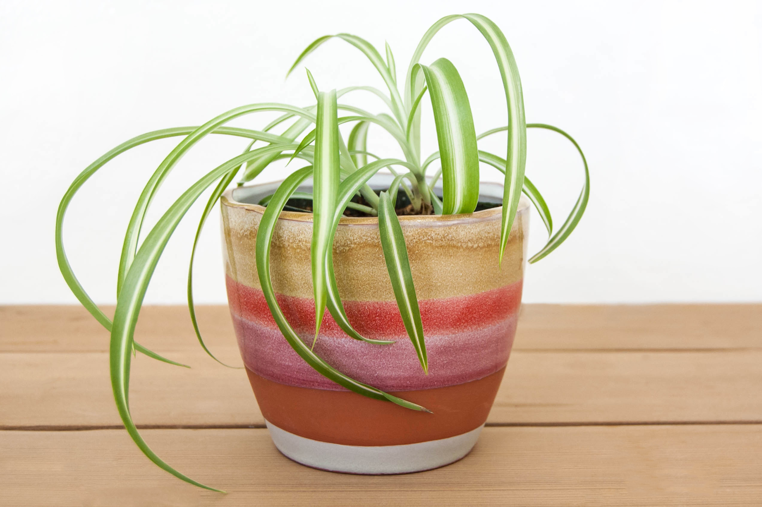 are spider plants bad for dogs