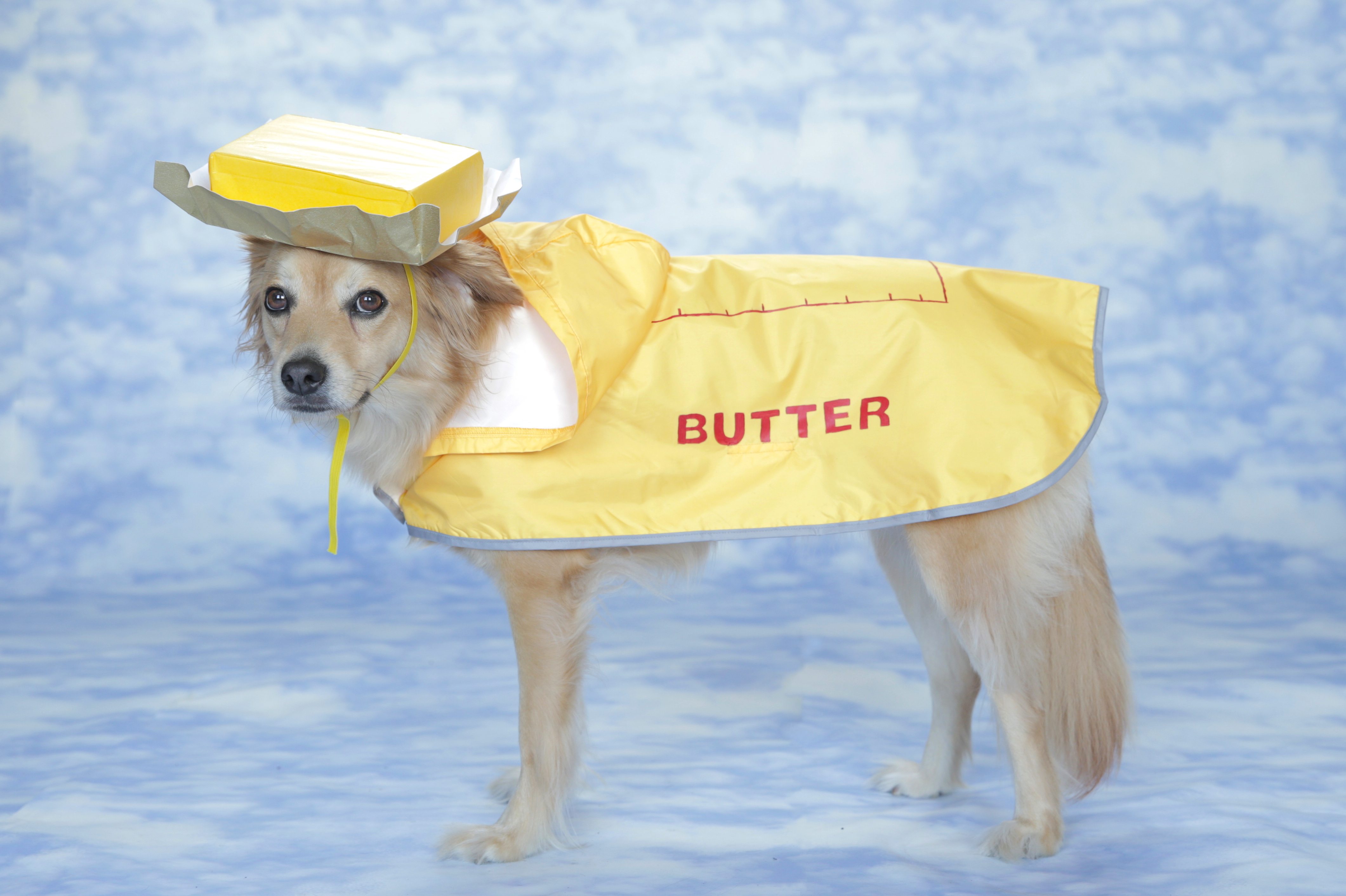 Dog Halloween Costumes: Cute No-Sew DIY Ideas