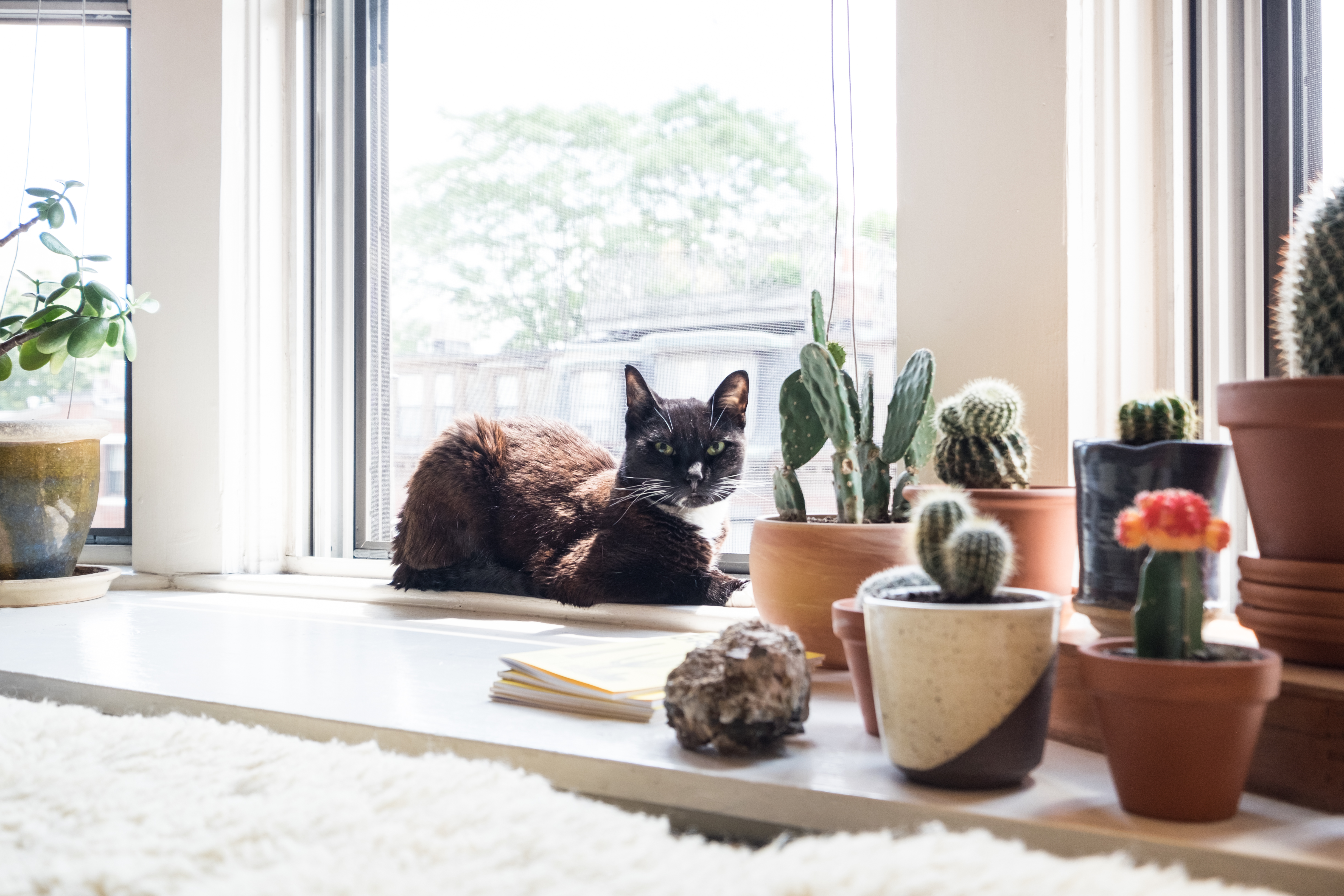 How To Make A Small Apartment More Fun For Cat Therapy