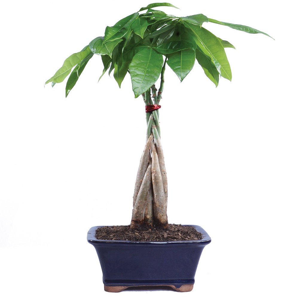 Money Tree Plant Care Growing Plants Indoors Apartment - 